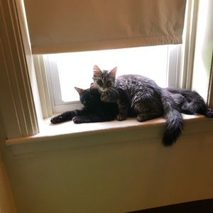 Meet the Posher, Nicole 🧩💙💛🧡❤️💜😻